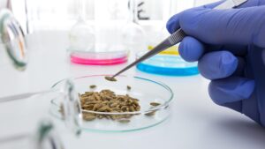 Seed lab