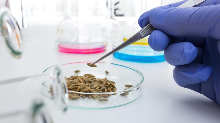 Seed Lab